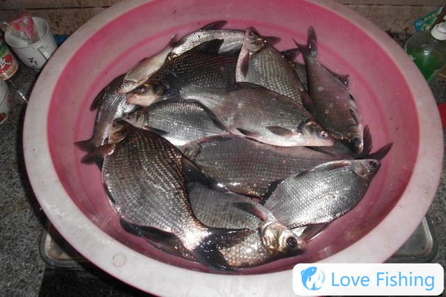 4 tips for fishing bream in spring, experience the crazy rod for fishing bream in spring