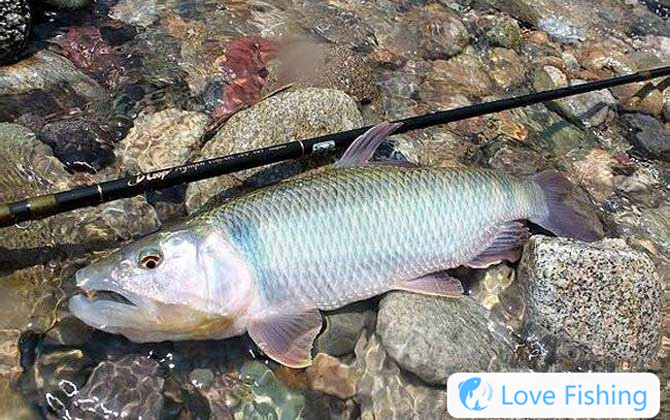 Horse mouth fish