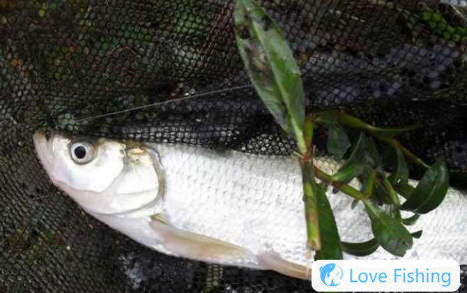 What Fish Can You Catch When Fishing In Raft?