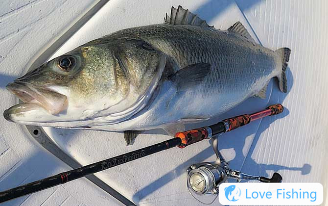 Sea Fishing