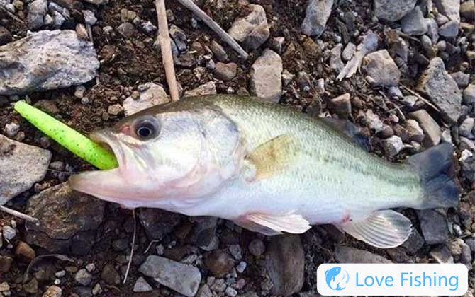 Sea bass