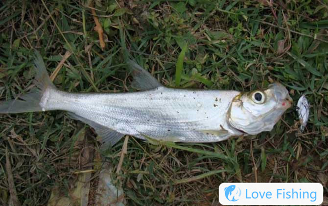 Luye Fishing