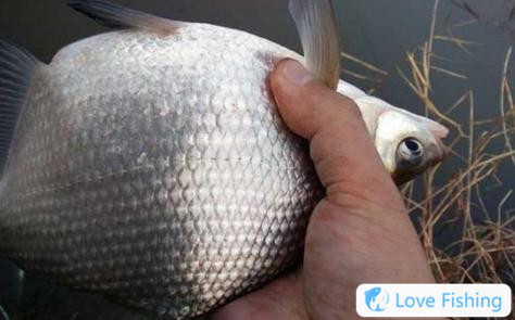The Best Season For Bream Fishing, The Best Time For Bream F