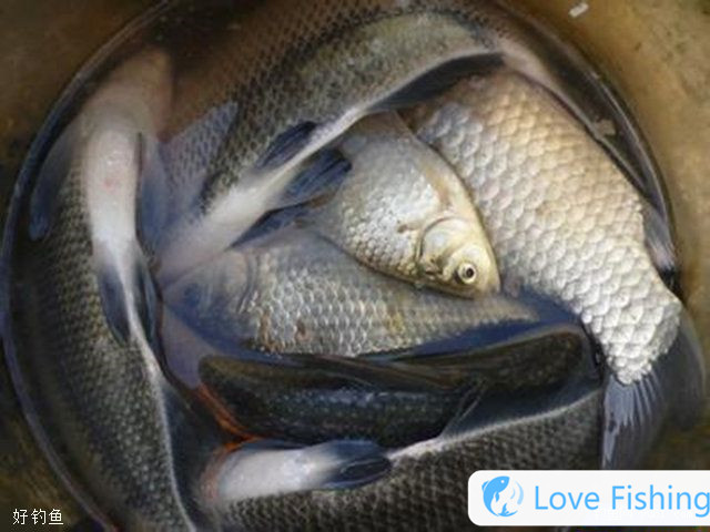 Homemade Maggot Bait Recipe For Fishing For Bream In Rivers