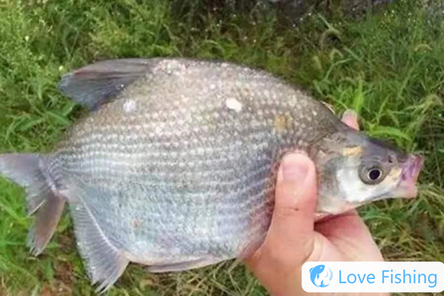 No Matter Where You Fish, You Just Need To Do What I Said, I