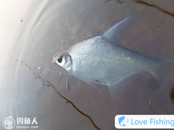 An Old Fisherman Uses Bait To Make Nests And Fishing Methods