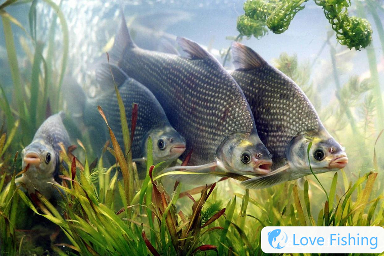The Bait Formula For Fishing Bream In Early Autumn, The Brea