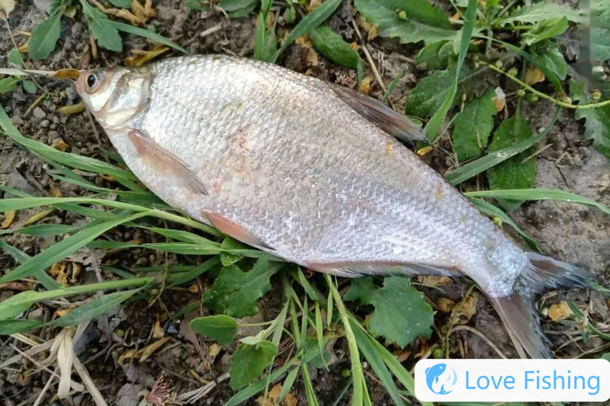 _Dark fish hook biting video_Dark fishing hook